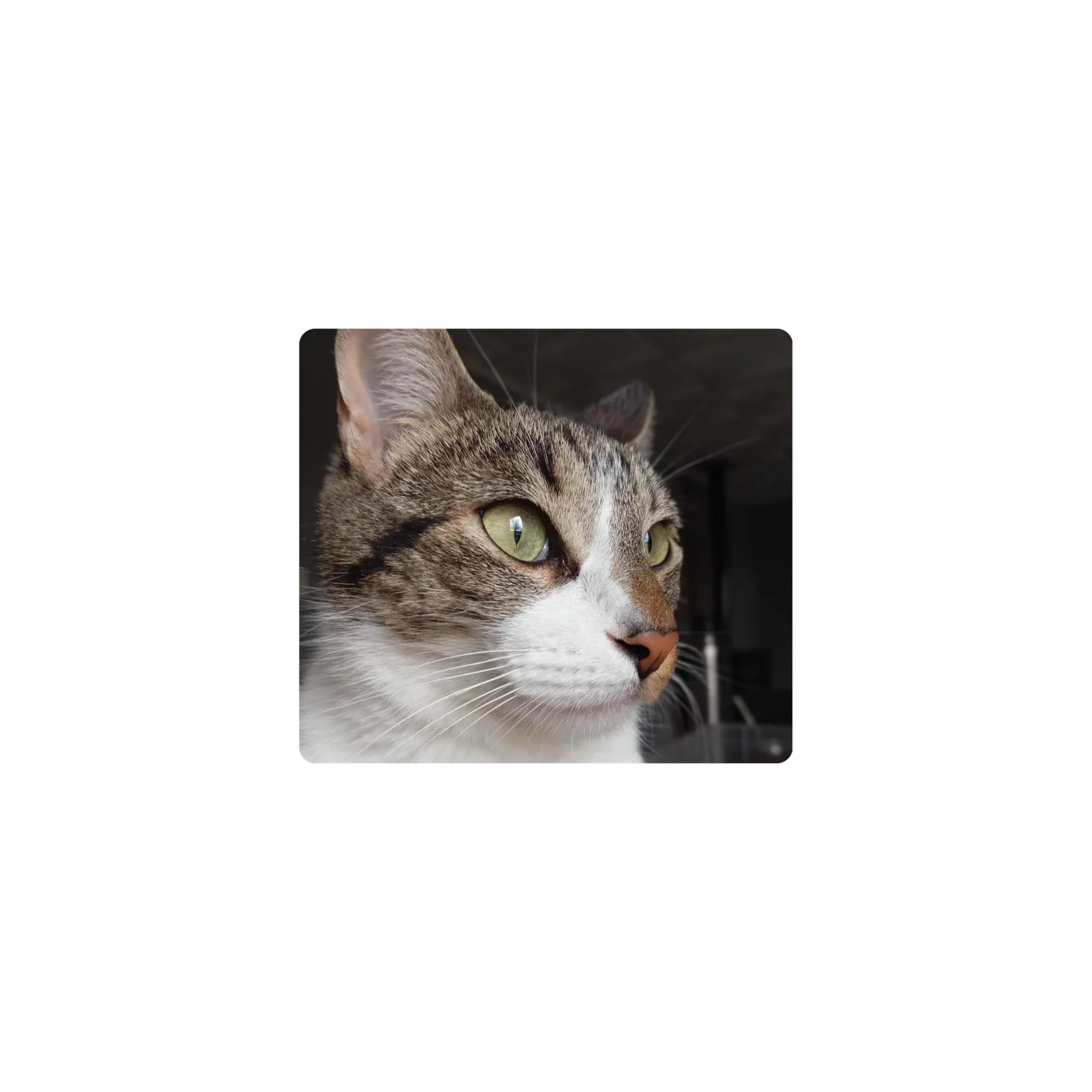 Mousepad Aries el gato 45x40 PRO | Custom