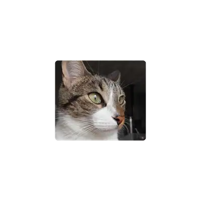 Mousepad Aries el gato 45x40 PRO | Custom