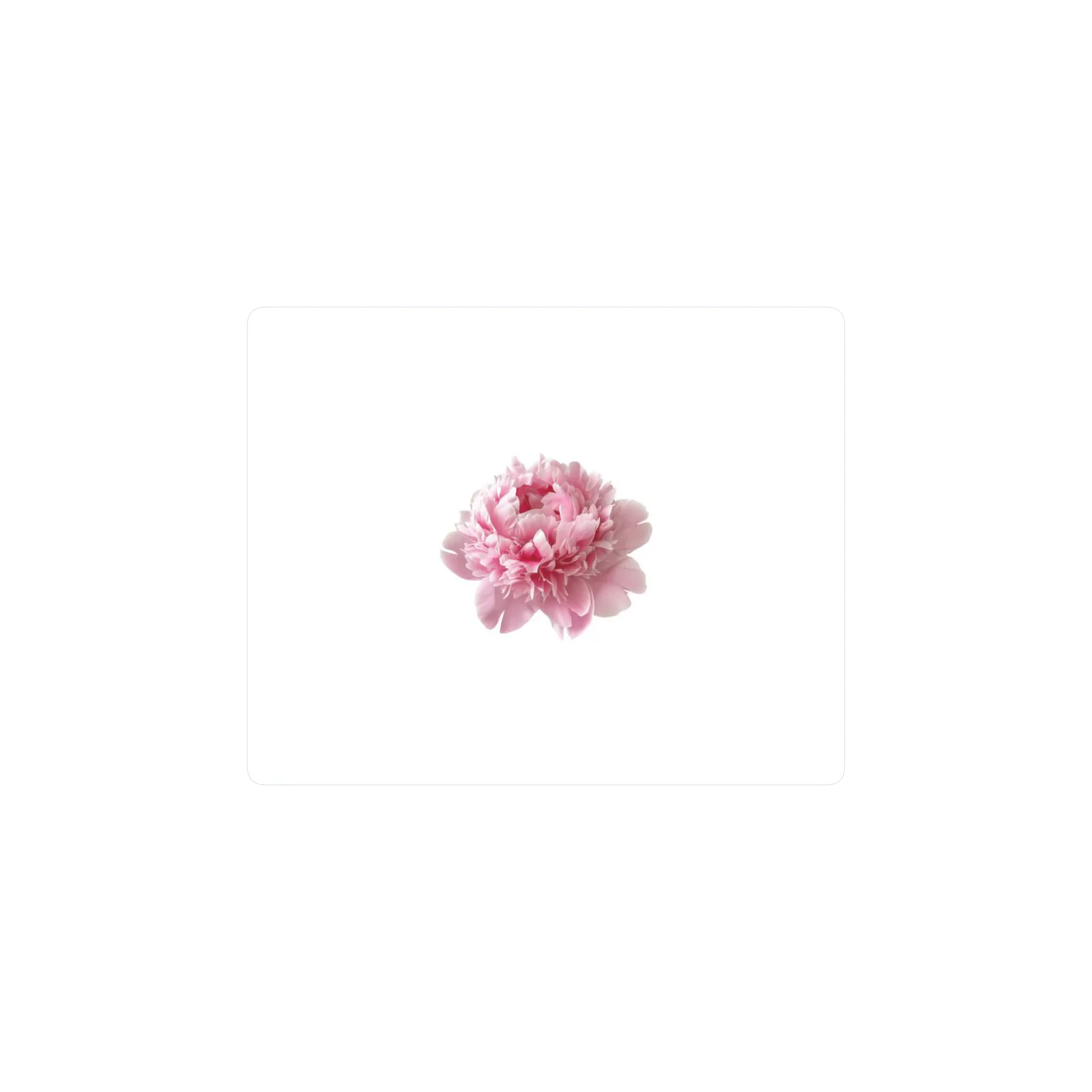 peonia rosa mar