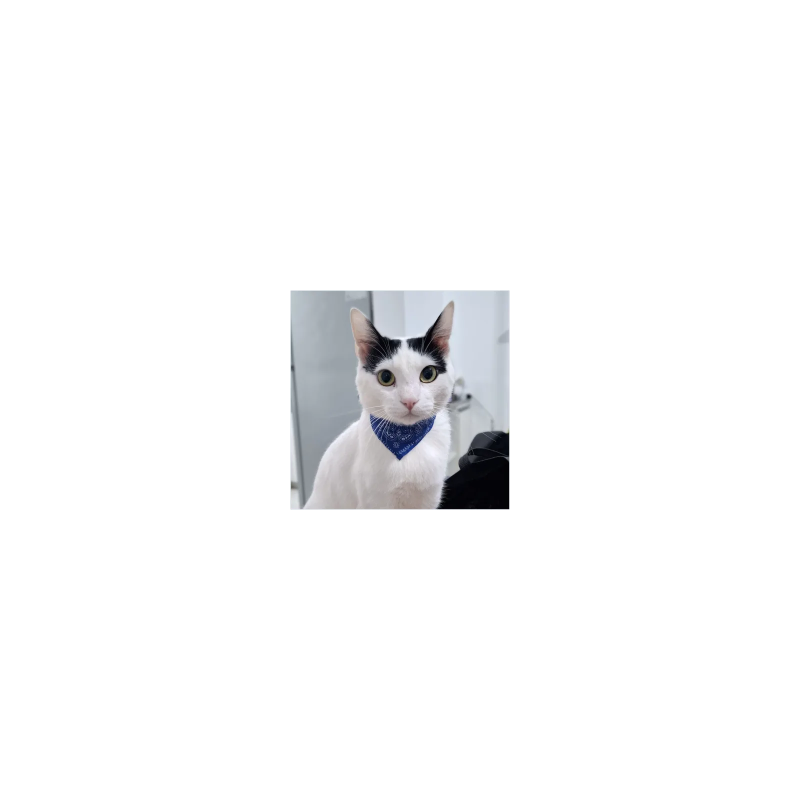 Milo
