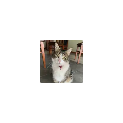 Mousepad Rufi 25x25 Classic | Custom