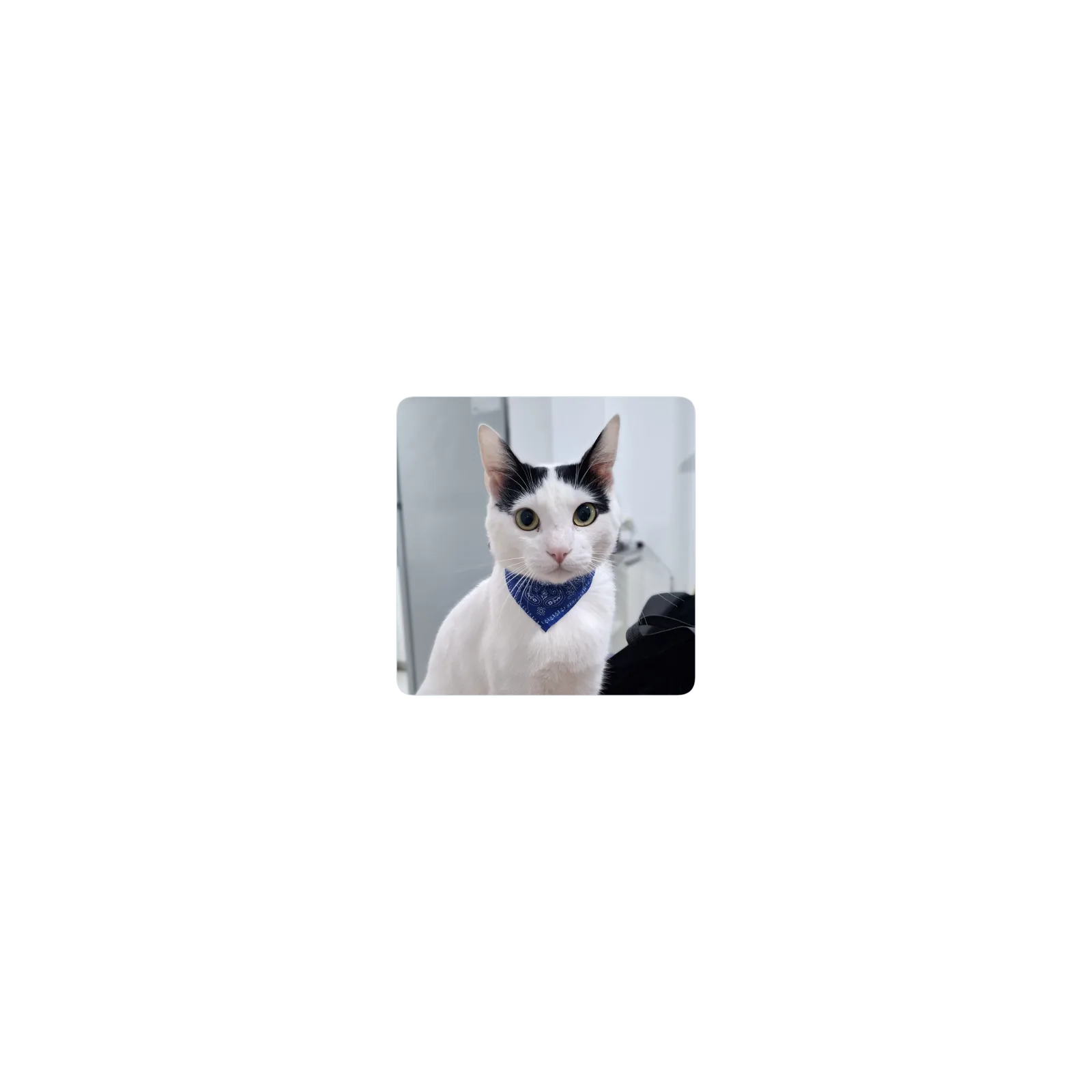 Milo bordes redondeados