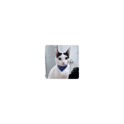 Mousepad Milo bordes redondeados 25x25 PRO | Custom