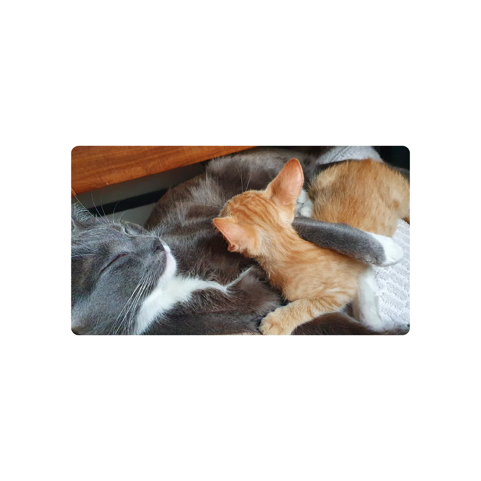 Mousepad Gatos durmiendo 90x50 Classic | Custom