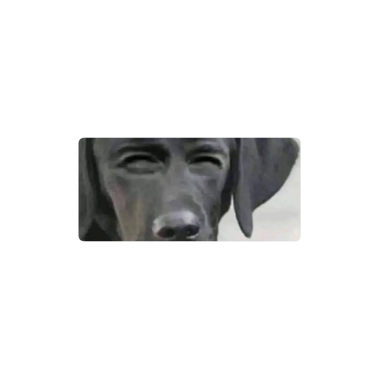 perro