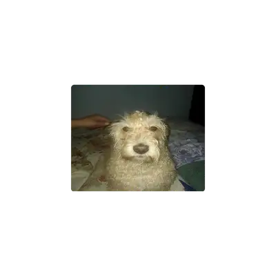 Mousepad Perro lero buscar 50x40 PRO | Custom