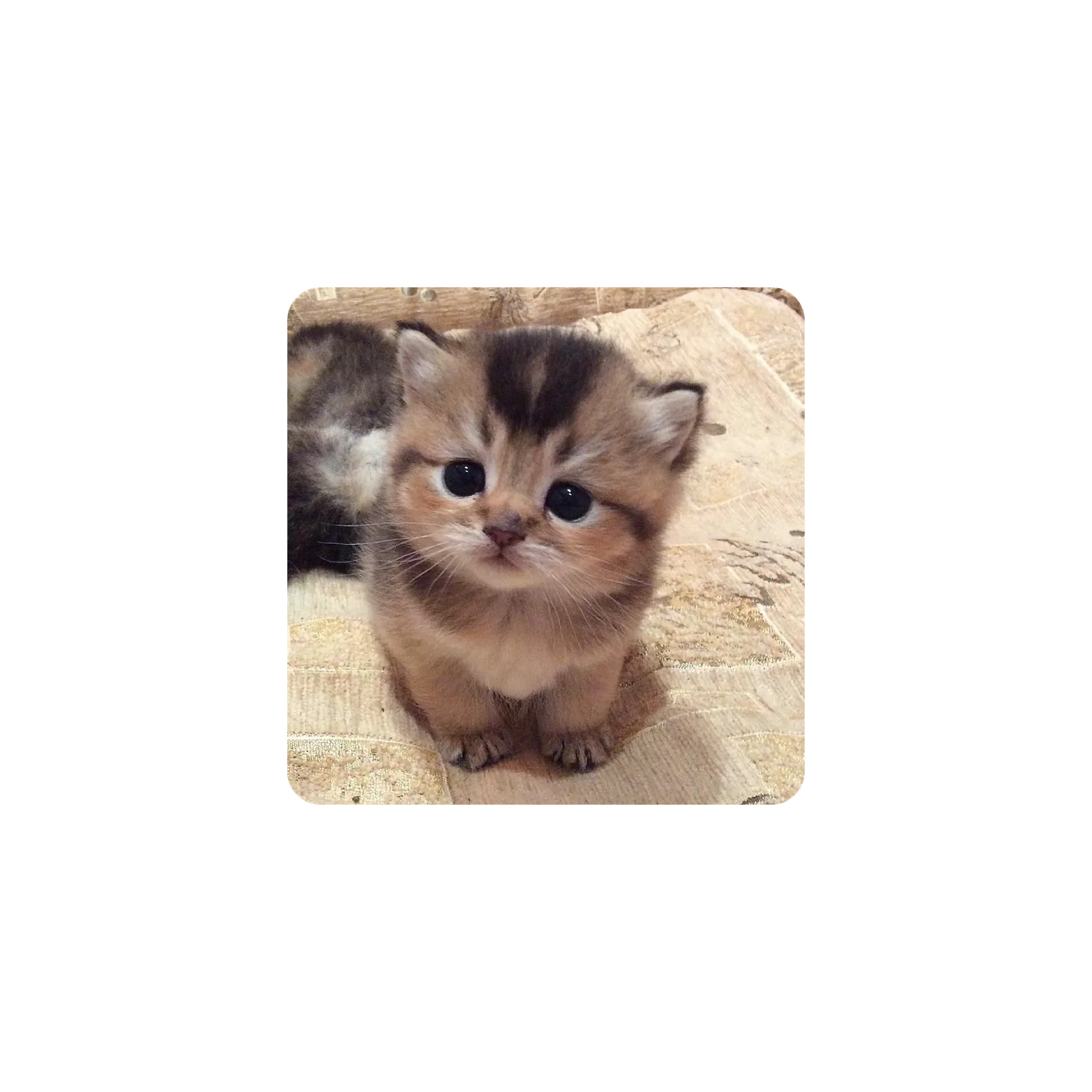 Mousepad Gatito lindo 40x40 PRO | Custom