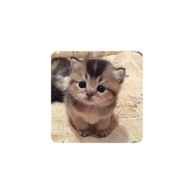 Mousepad Gatito lindo 40x40 PRO | Custom