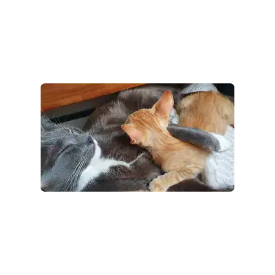 Mousepad Gatos durmiendo 90x50 Classic | Custom