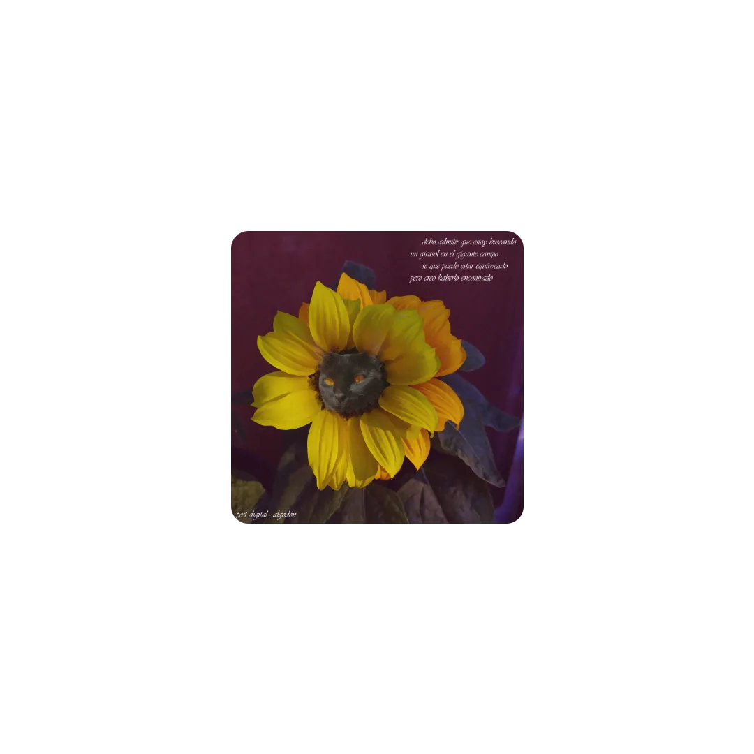 morochita girasol1