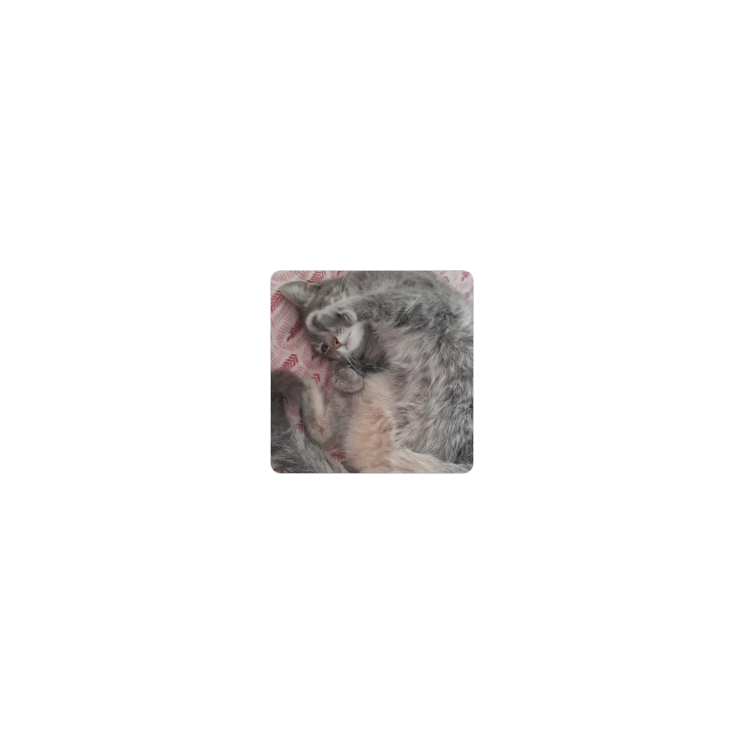 pitusinha gato
