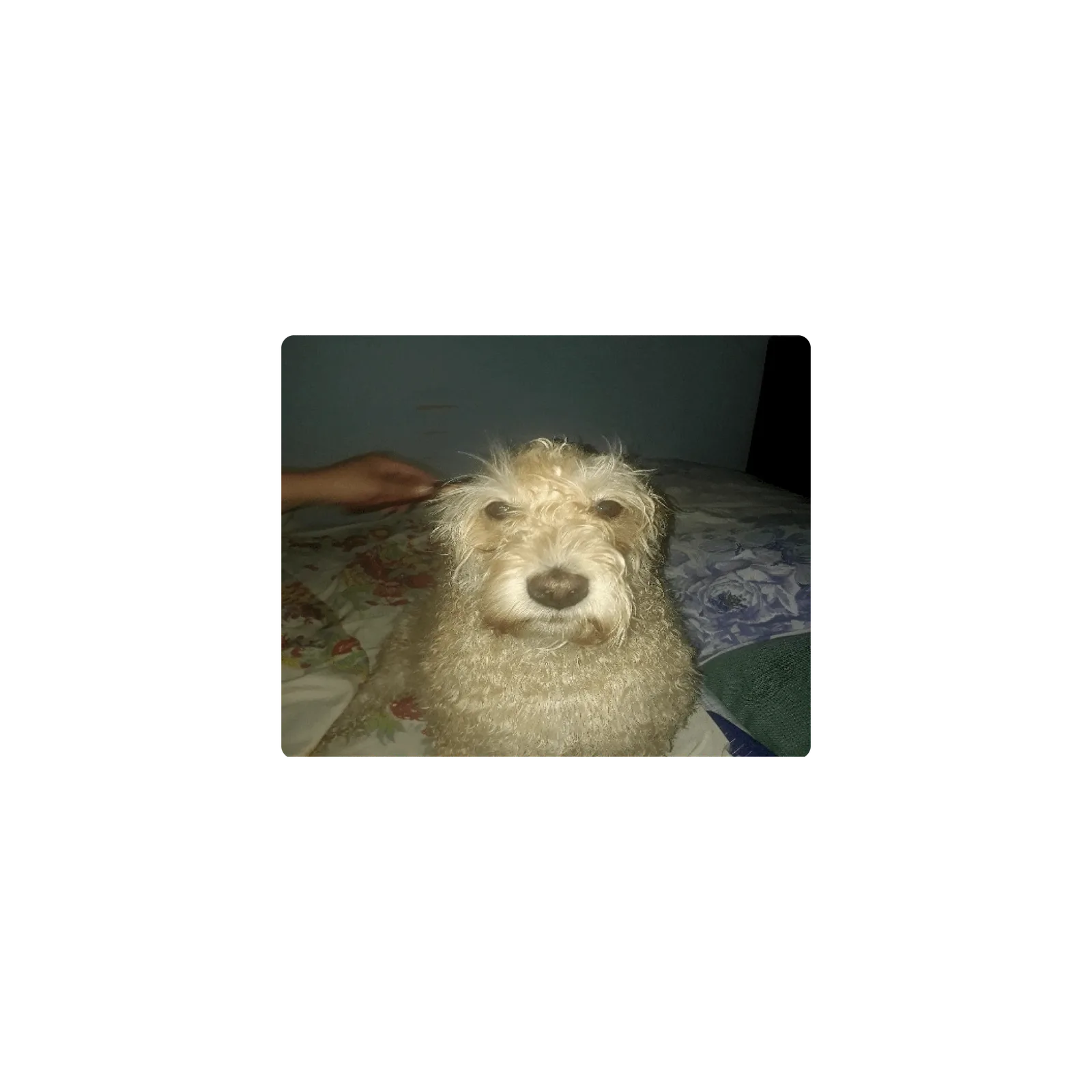 Mousepad Perro lero buscar 50x40 PRO | Custom