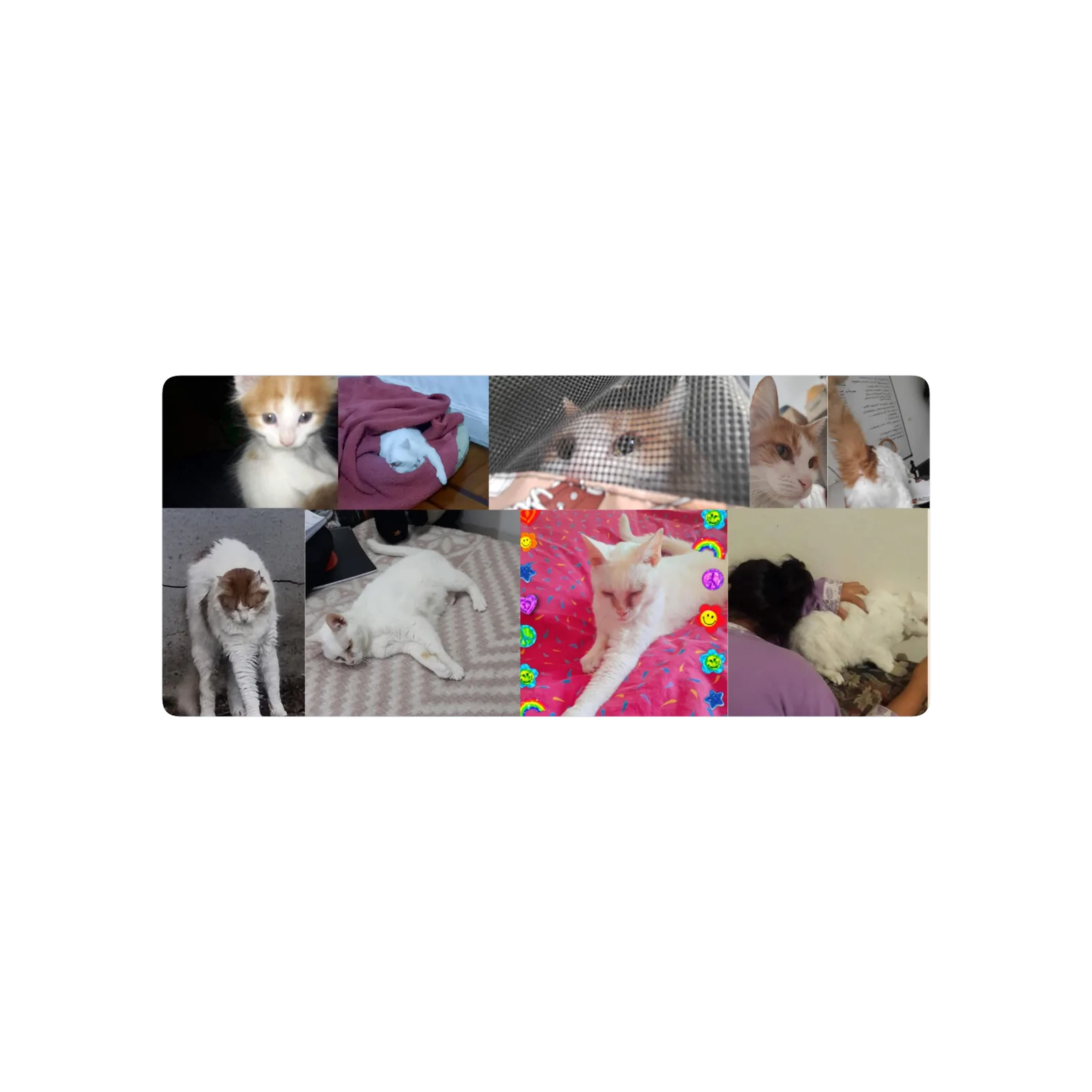 Gatitos
