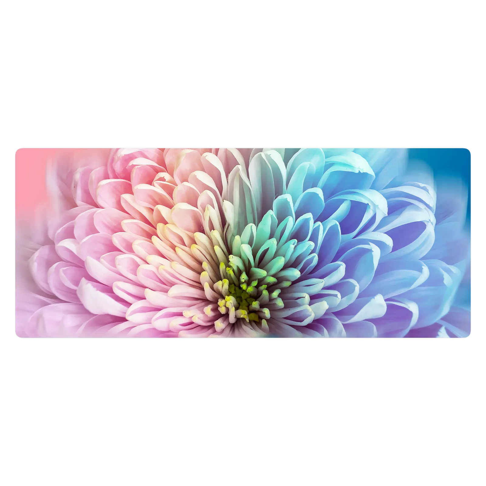 Chrysanthemum